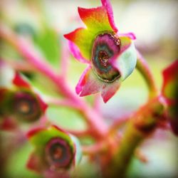 Close-up of pink flower