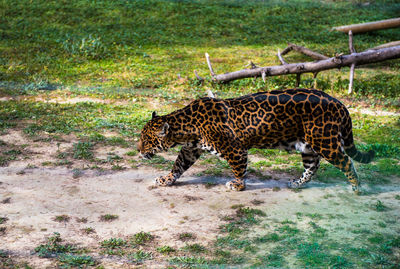 Jaguar in field