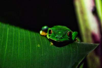 In the middle of the jungle at night you can find such fabulous and green frogs.