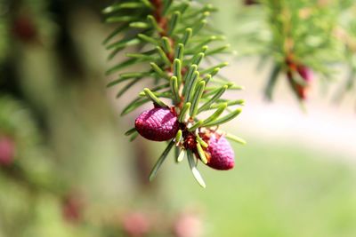 Close-up of cherry blossoms on plant