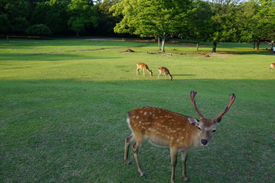 Deer in a field