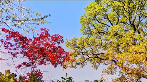 Low angle view of cherry blossom against sky