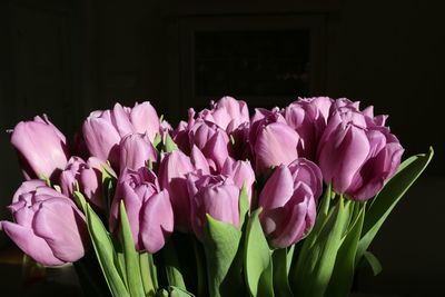 Close-up of pink flowers