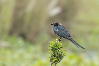 Close-up of bird perching on tree