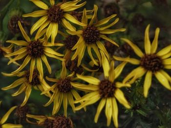 Close-up of yellow flowers blooming outdoors