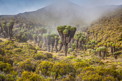 High angle view of trees in forest