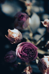 Close-up of pink roses