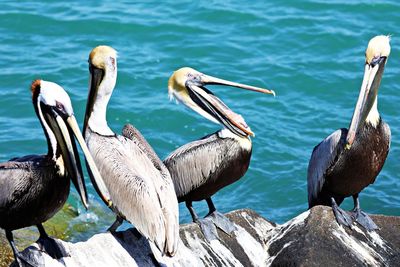 Flock of birds perching on rock by sea