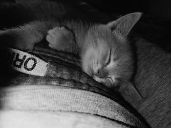 Close-up of cat sleeping