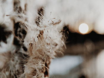 Close-up of dandelion against blurred background