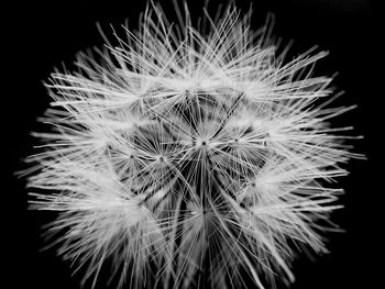 Close-up of dandelion against black background