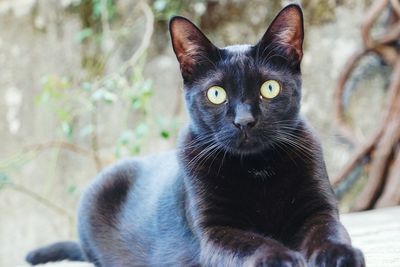 Close-up of cat