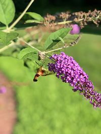 Close-up of butterfly pollinating on purple flower