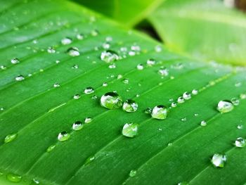 Close-up of water drops on leaves