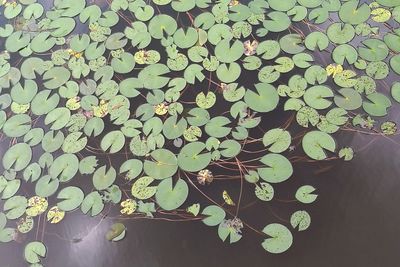 Close-up of water lily in lake