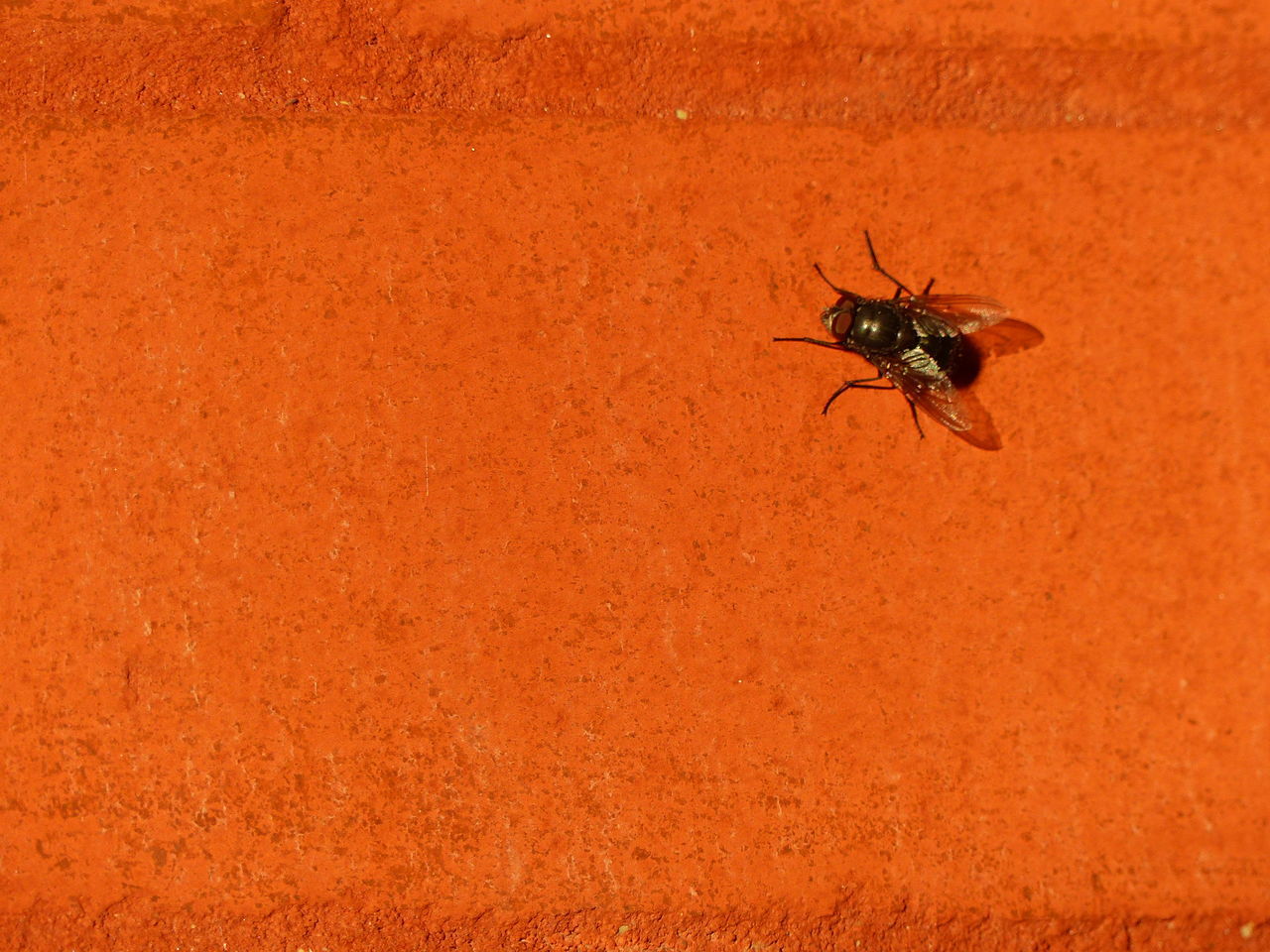 Fly on brick