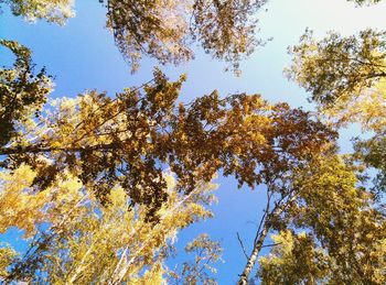 Low angle view of trees against clear blue sky