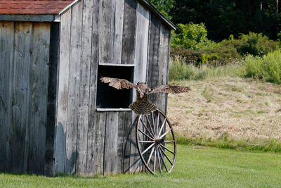 View of a bird in a field
