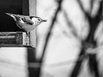 Close-up of plant against white background