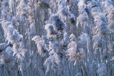 Reed in winter