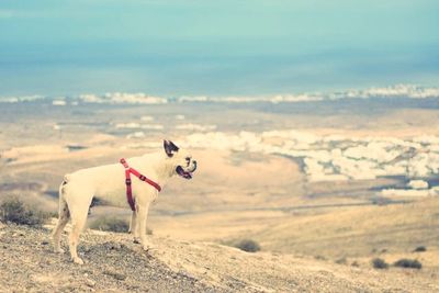 Close-up of dog against clear sky