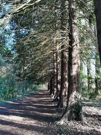 Trees growing in forest