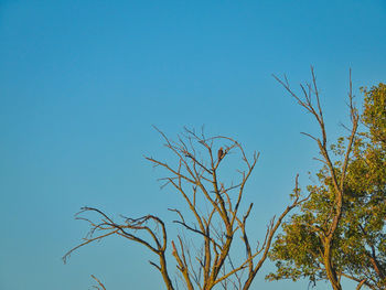 Low angle view of bare tree against clear blue sky