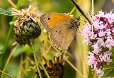 Close-up of butterfly pollinating on flower