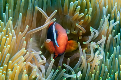 View of fish swimming in sea