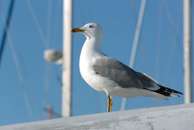 Seagull perching on railing