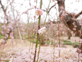 Close-up of pink cherry blossom