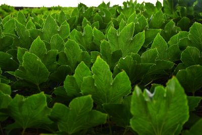 Close-up of green leaves on plant