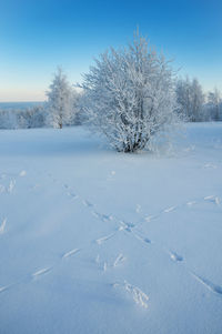 Bare tree on snow covered landscape