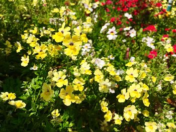 Yellow flowers blooming in bloom