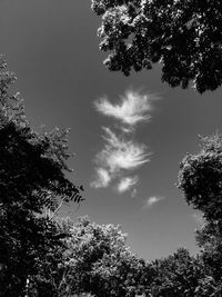 Low angle view of trees against sky