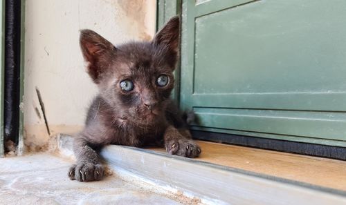 Portrait of a cat sitting on wood