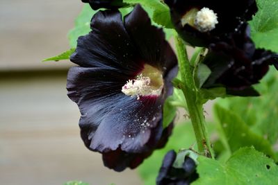 Close-up of flower blooming outdoors