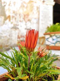 Close-up of red flowering plant