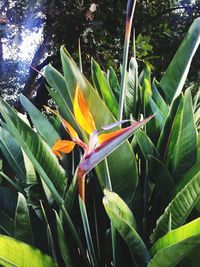 Close-up of flower blooming outdoors