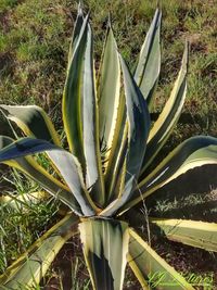 High angle view of succulent plant on field