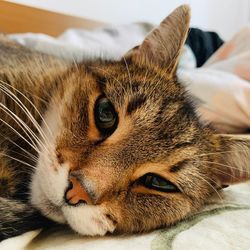 Close-up of a cat resting on bed