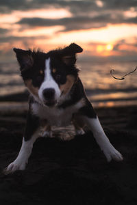 Close-up of dog