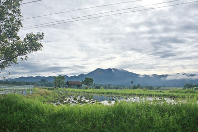 Scenic view of field against sky