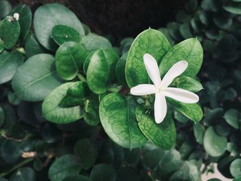 High angle view of flower growing outdoors