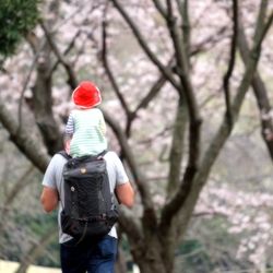 Rear view of man walking in forest