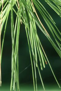 Green pine needles in the sunlight