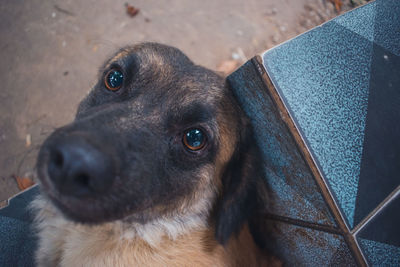 Close-up portrait of dog