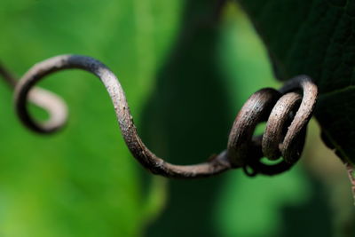 Close-up of leaf