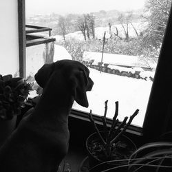 Dog looking through window