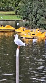 View of ducks swimming in lake